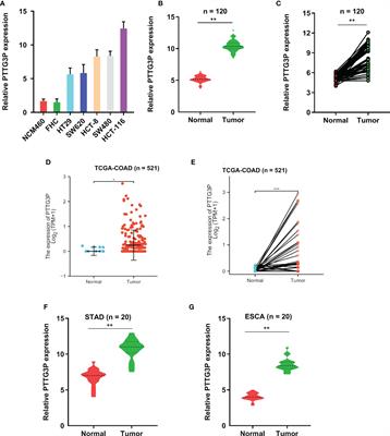 N6-Methyladenosine Modification of PTTG3P Contributes to Colorectal Cancer Proliferation via YAP1